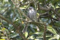 A brown-eared Bulbul stands on the branch Royalty Free Stock Photo