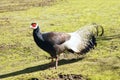 Brown Eared Pheasant Royalty Free Stock Photo