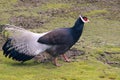 Brown Eared-pheasant Royalty Free Stock Photo