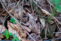 Brown earthen frog that hides well in fallen dry foliage. Inhabitant Carpathian forests Ukraine. Nature outdoors