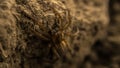 Brown earthen spider hunts insects, looking out of hiding