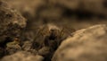 Brown earthen spider hunts insects, looking out of hiding