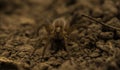 Brown earthen spider hunts insects, looking out of hiding