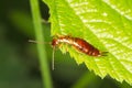 A brown earwig sits on a green leaf / Forficula au Royalty Free Stock Photo