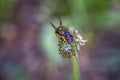 A brown earwig sits on a green leaf