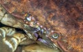 Edible crab. Loch Carron, sea food, Scotland