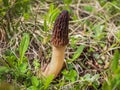 Brown edible sac fungi called the true morels from genus Morchella Royalty Free Stock Photo