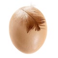 Brown Egg with Chicken Feather Isolated on White Royalty Free Stock Photo