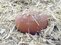 Brown egg in chicken nest. Organic village eggs provide higher protein