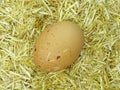 Brown egg in chicken nest. Organic village eggs provide higher protein