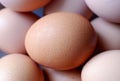 Brown Egg Closeup Royalty Free Stock Photo