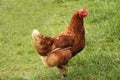 Farm Hen Chicken. Royalty Free Stock Photo
