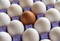 Brown egg with other white eggs