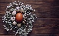 Brown egg surrounded with quial eggs in nest of gypsophila flowers