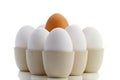 Brown egg surrounded by white ones Royalty Free Stock Photo