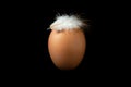 Brown egg with a white chicken feather on it, isolated over black background, flat lighting. Royalty Free Stock Photo