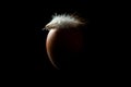 Brown egg with a white chicken feather on it, isolated over black background, rim lighting. Royalty Free Stock Photo