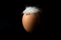 Brown egg with a white chicken feather on it, isolated over black background, split lighting. Royalty Free Stock Photo