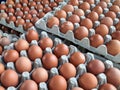 Brown eggs chicken in eggs box. Royalty Free Stock Photo