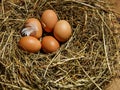 Brown eggs and chicken feather in hay nest Royalty Free Stock Photo