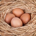 Macro shoot of brown eggs at hay nest in chicken farm Royalty Free Stock Photo