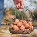 Brown eggs in a hen-shaped basket Royalty Free Stock Photo