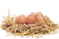 Brown eggs in a nest Royalty Free Stock Photo