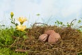 Brown eggs in a nest Royalty Free Stock Photo