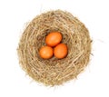 Brown eggs in nest Royalty Free Stock Photo