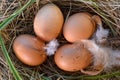 Brown eggs in the nest Royalty Free Stock Photo