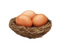 Brown Eggs in the nest isolated Royalty Free Stock Photo