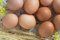 Brown eggs in a straw Royalty Free Stock Photo