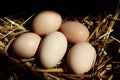 Brown eggs on straw