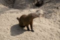 Brown Egyptian mongoose sitting on the ground Royalty Free Stock Photo