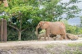 Brown elephant walking in natural reserve