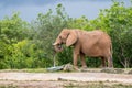 Brown elephant walking in natural reserve