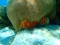 Brown encrusting octopus sponge Ectyoplasia ferox and round starlet coral or massive starlet coral Siderastrea siderea undersea Royalty Free Stock Photo