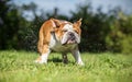 Brown English Bulldog shaking