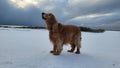 Brown English Cocker Spaniel standing in a snow-covered field Royalty Free Stock Photo