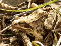 Brown european frog in the forest sitting in the grass Royalty Free Stock Photo