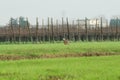 Brown european hare Lepus europaeus running away in countryside crossing cultivated agricultural fields - Concept of free Royalty Free Stock Photo