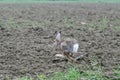 Brown european hare Lepus europaeus running away in countryside crossing cultivated agricultural fields - Concept of free Royalty Free Stock Photo