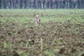 Brown european hare Lepus europaeus running away in countryside crossing cultivated agricultural fields - Concept of free Royalty Free Stock Photo