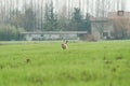 Brown european hare Lepus europaeus running away in countryside crossing cultivated agricultural fields - Concept of free Royalty Free Stock Photo