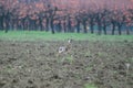 Brown european hare Lepus europaeus running away in countryside crossing cultivated agricultural fields - Concept of free Royalty Free Stock Photo