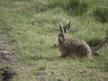 Brown or European hare, Lepus europaeus Royalty Free Stock Photo