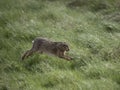 Brown or European hare, Lepus europaeus Royalty Free Stock Photo