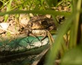 Brown European Toad sitting in reeds on edge of a stone covered green planter Royalty Free Stock Photo