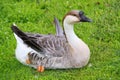 Exotic duck perching on the grass Royalty Free Stock Photo