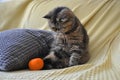 Exotic shorthair cat on the yellow sofa.